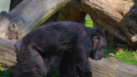 Close view of chimpanzee Video stock 274528053