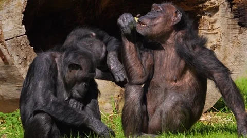 Close view of chimpanzee Stock Footage 274528305