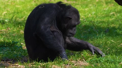 Close view of chimpanzee Stock Footage 274528369