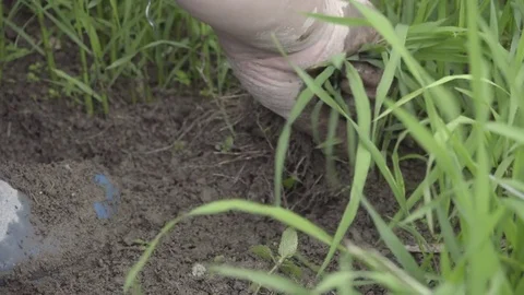 Close view of Chinese farmer working with crop Stock Footage 83726299