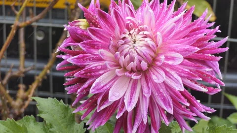A close up view of a chrysanthemum with rain drops. Stock Footage 116302254