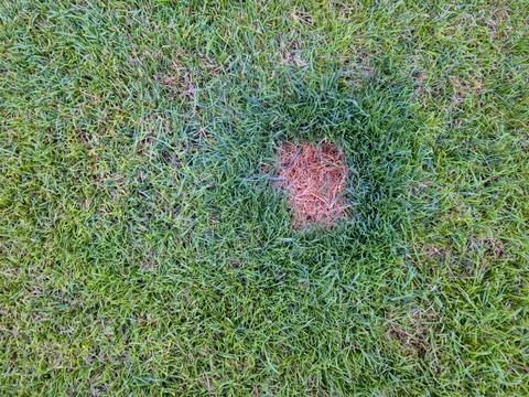 Close-up view of a circular patch of dry grass surrounded by vibrant green turf, Stock Photos