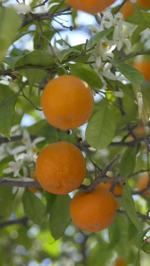 Close view of Citrus sinensis branch with oranges and blooming flowers. Orange Stock-Footage 331995366