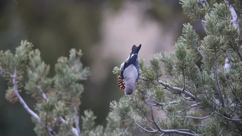 Close-up view of a Clark's Nutcracker foraging in a pine tree Video stock 292833598