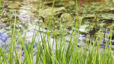 Close-up view clean spring water is running. Green grass foreground. Stock Footage 136182605