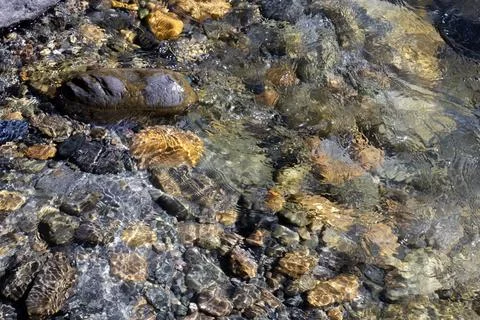 Close up view of clear river with sunlight reflecting on colorful stones an.. Stock Photos