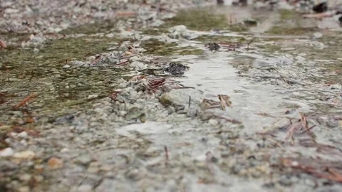 Close up view of clear water of puddle in mountains. Stone falls down into water Stock Footage 142329495