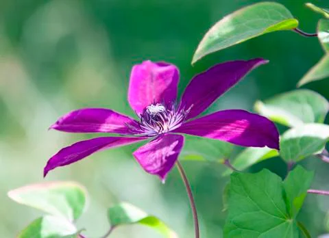 Close-up view of a clematis flower from the side. Foto stock