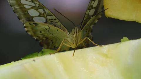 Close up view of a clipper butterfly   Stock-Footage 251714289