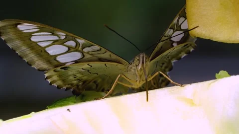 Close view of a clipper butterfly  Stock Footage 251759140