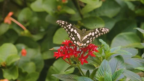 Close up view of a clipper butterfly Stock Footage 255704901