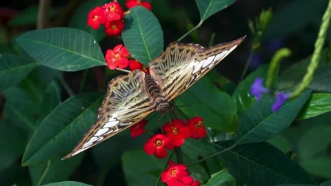 Close up view of a clipper butterfly Stock Footage 267481431