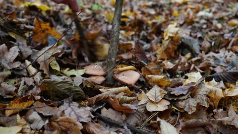 Close-up view of a cluster of hiding mushrooms Stock Footage 295291250