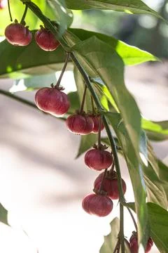 Close up view of a cluster of mini Garcinia fruits Stock Photos