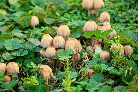 Close up view of a cluster of wild brown mushrooms with bell shaped caps gr.. Stock Photos