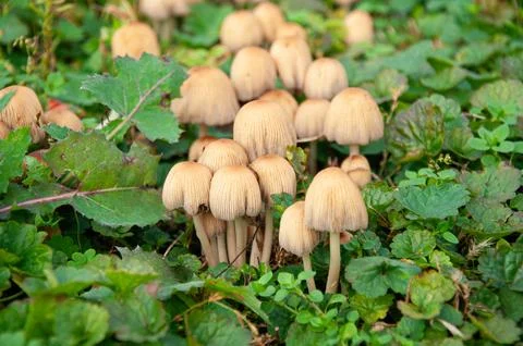 Close up view of a cluster of wild brown mushrooms with bell-shaped striate.. Stock Photos