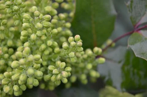 Close-up view of clusters of green buds surrounded by foliage in a natural Stock Photos