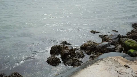 Close-up view of coastal rocks covered in seaweed with gentle ocean... Stockbeeldmateriaal 317702773