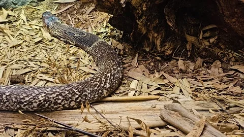 Close view of a cobra crawling  Stock Footage 267452869