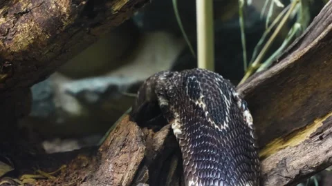 Close up view of a cobra crawling  Stock Footage 267713617