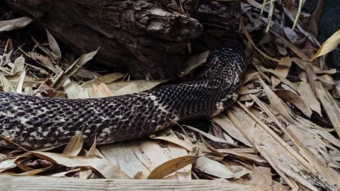 Close view of a cobra crawling Stock Footage 296540597
