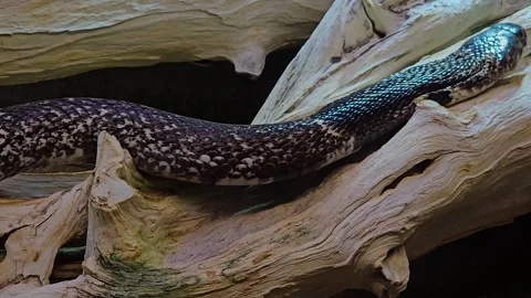 Close view of a cobra  Stock Footage 253058010