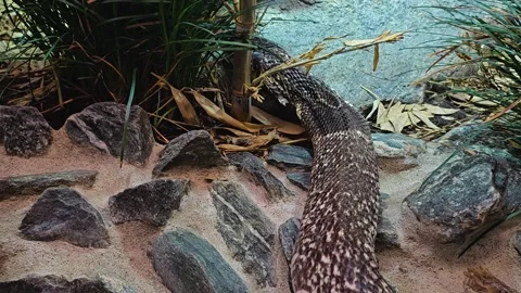 Close view of a cobra Stock Footage 277425017