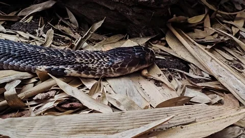 Close view of a Cobra Stock Footage 296555618