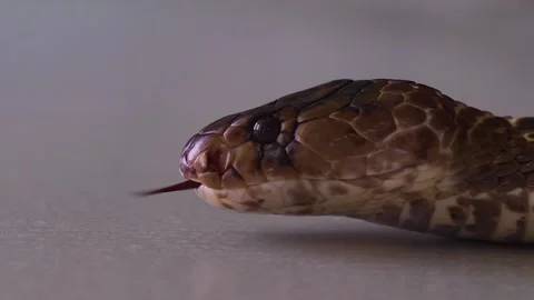 Close view of a Cobra head  Stock Footage 251760360