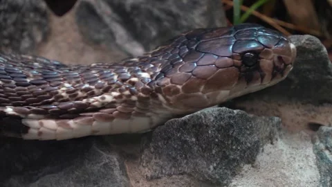 Close view of a cobra head Stock Footage 277462856