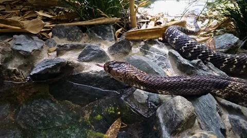 Close view of a cobra head Stock Footage 296424144