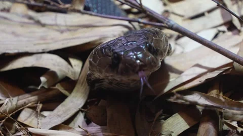 Close view of a Cobra wiggling his jaws Stock Footage 297022391