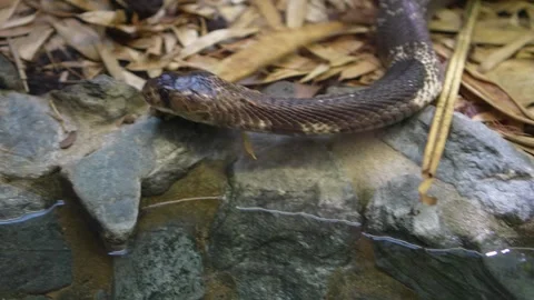 Close view of a cobras crawling beside a pong Stock Footage 294904564