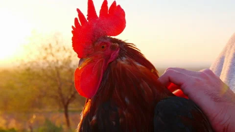Close-up view of Cockerel in Denizli. 4K Footage in Turkey Stock Footage 207087751