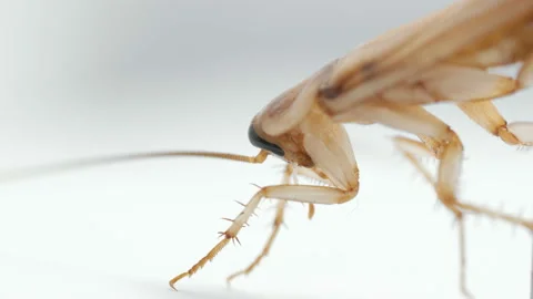 Close view of cockroach's head Video stock 92056111