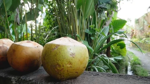 Close-up view of a coconut Stock Footage 85786233