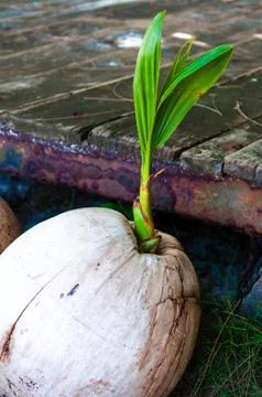 Close-up view of coconut sprout Stock Photos