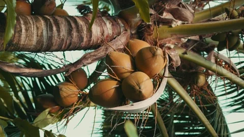 Close up view of coconut tree and with bunch of coconut fruit. Stock Footage 218642775