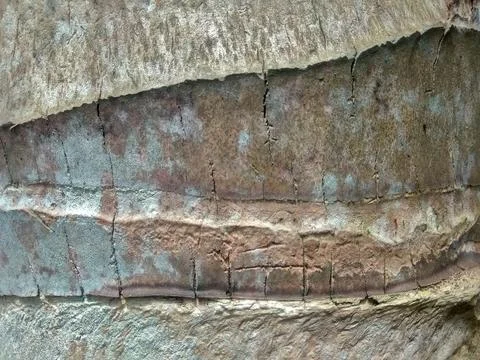 A close-up view of coconut tree bark. Stock Photos