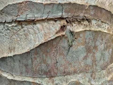 A close-up view of coconut tree bark. Stock Photos