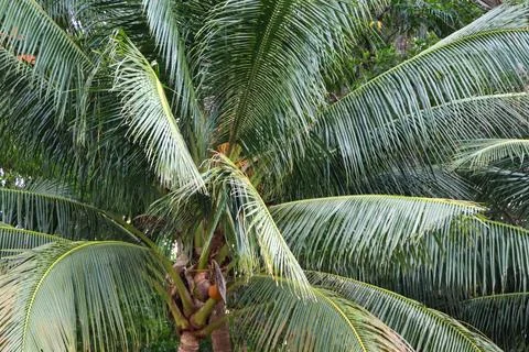 Close-up view of a coconut tree Stock-Fotos