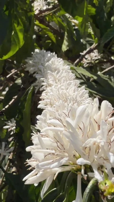 Close view of coffee flowers blooming along a branch in bright natural light 库存影片 329275962