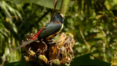 Close view of collared aracari toucan with striking colors while feeding Stock Footage 99117510