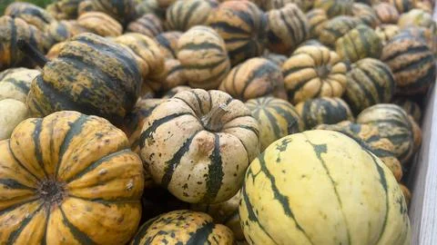 A close-up view of a collection of striped squash in a wooden crate. The squa Stock Photos
