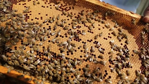Close up view of colony of bees crawling on the beehive frame with honeycomb Video stock 130193221