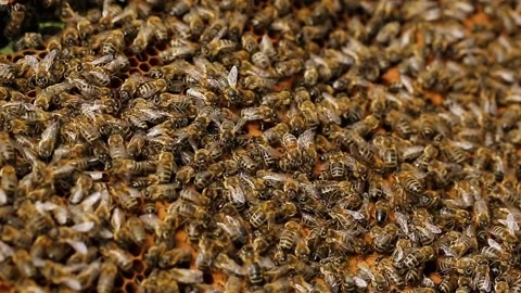 Close up view of colony of bees crawling on the beehive frame with honeycomb Video stock 130193651