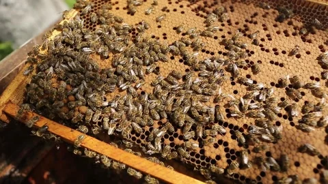 Close up view of colony of bees crawling on the beehive frame with honeycomb Stock Footage 131764040