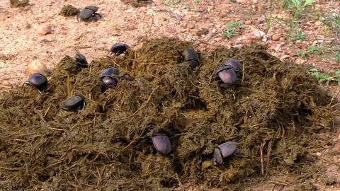 Close view of a colony of dung beetles collecting elephant dung Stock Footage 122061064