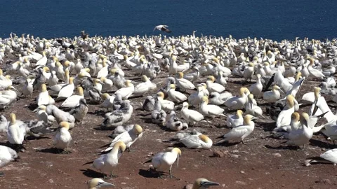 Close up view of a colony of gannets Stock Footage 143212662