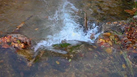 Close up view colorful Alpine stream flowing in pristine forest in autumn season Stock Footage 142401472
